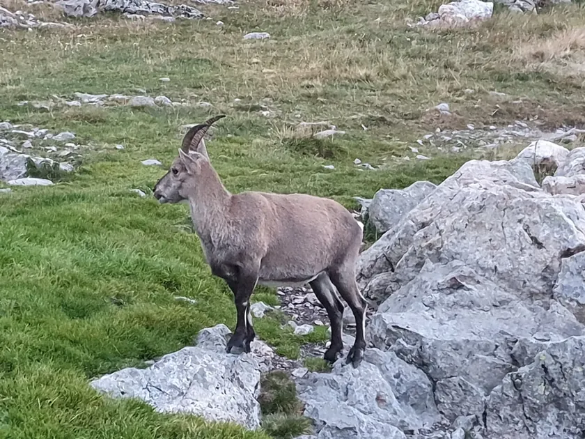 Bild zur Wanderung Grindelwald - Glecksteinhütte - Grindelwald