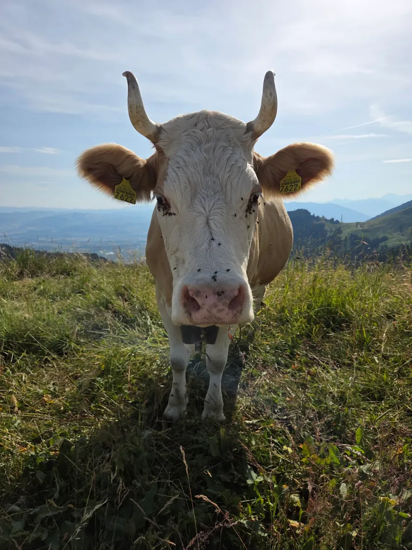 Foto zum Kommentar