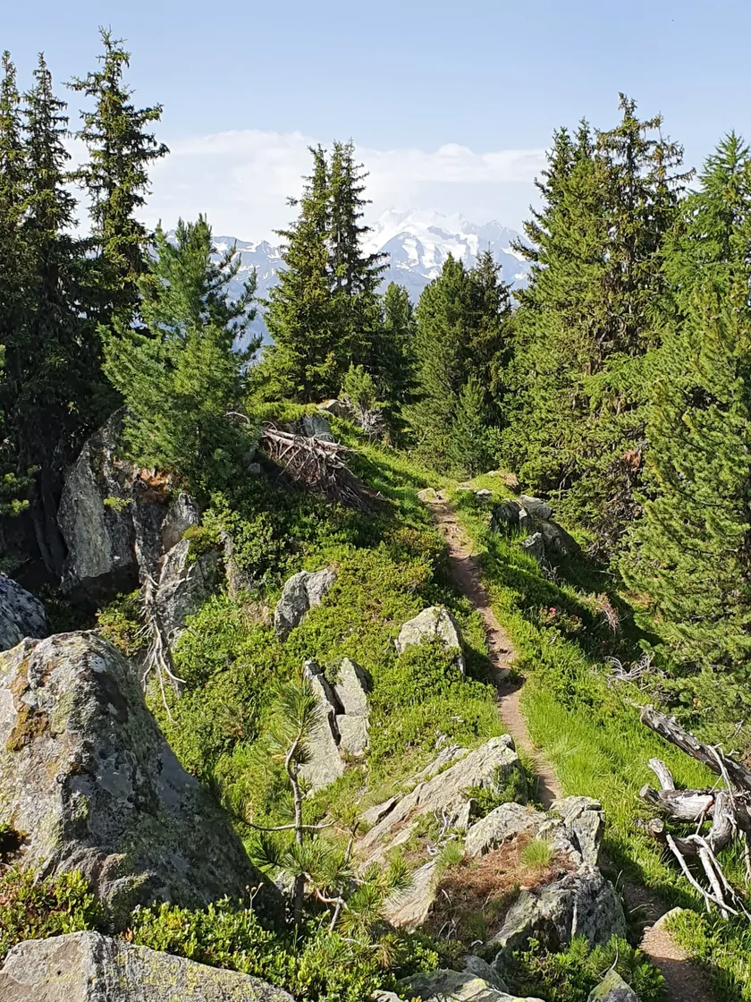 Bild zur Wanderung Riederalp - Riederhorn - Riederalp