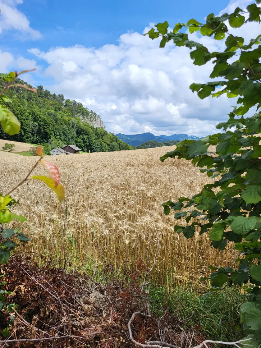 Bild zur Wanderung Montsevelier - Welschgätterli - Montsevelier
