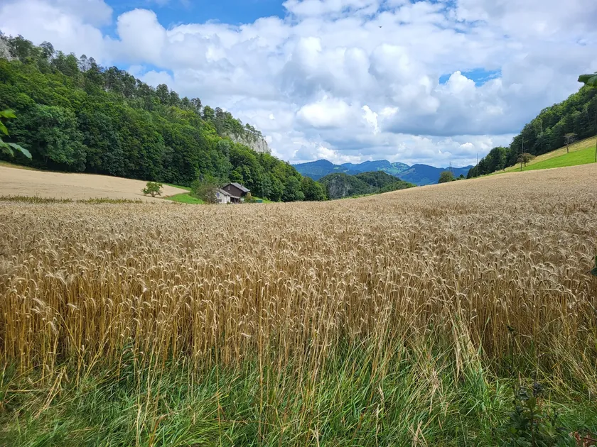 Bild zur Wanderung Montsevelier - Welschgätterli - Montsevelier